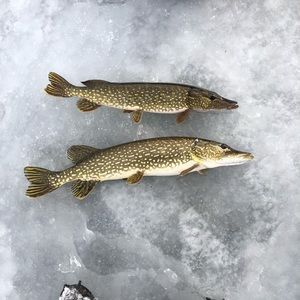 Meet your Posher, Charles